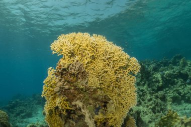 Kızıldeniz 'deki mercan resifi ve su bitkileri, Eilat Israel