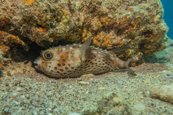 Pesce Che Nuota Nel Mar Rosso Pesci Colorati Eilat Israele — Foto Stock