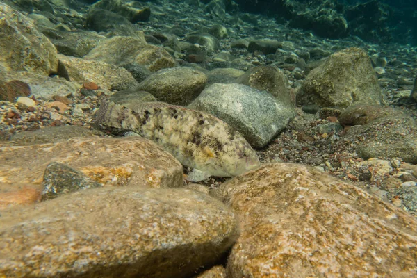 Pesce Che Nuota Nel Mar Rosso Pesci Colorati Eilat Israele — Foto Stock