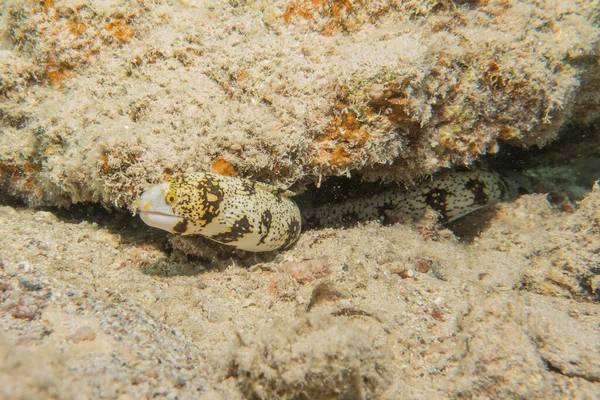 Moray Eel Mooray Lycodontis Undulatus Rode Zee Eilat Israël — Stockfoto