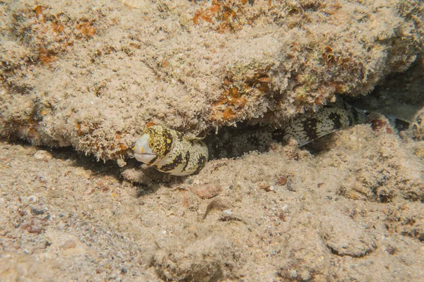 Moray Eel Mooray Lycodontis Undulatus Rode Zee Eilat Israël — Stockfoto