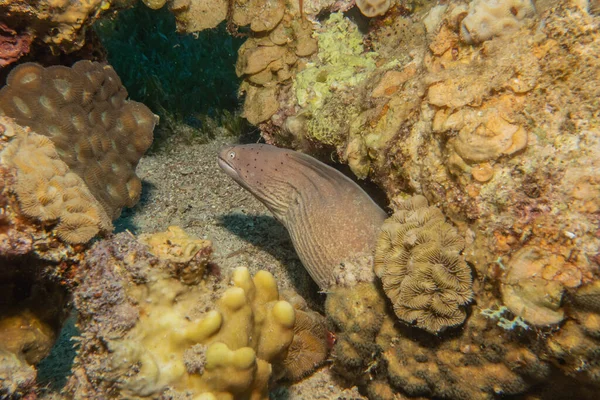 Moray Eel Mooray Lycodontis Undulatus Red Sea Eilat Israel — Stock Photo, Image