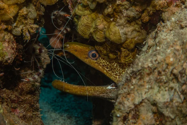 Eilat Israel红海的Moray Eel Mooray Lycodontis Undulatus — 图库照片