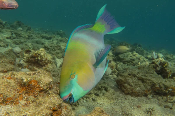 Fish Swimming Red Sea Colorful Fish Eilat Israel — Stock Photo, Image