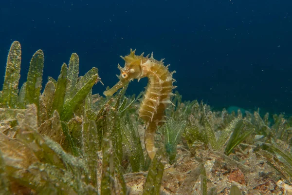 Sea horse in the Red Sea Colorful and beautiful, Eilat Israel