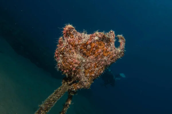 Poissons Nageant Dans Mer Rouge Poissons Colorés Eilat Israël — Photo