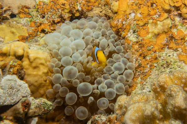 紅海のサンゴ礁と水生植物 エイラートイスラエル ストックフォト