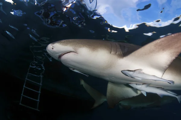 Lemon Shark — Stockfoto