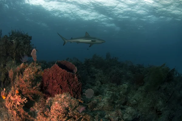 Pesce racconto barriera corallina — Foto Stock