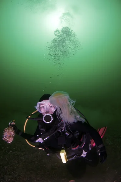 Búvár és a medúza — Stock Fotó