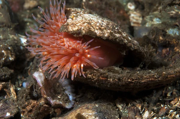 Anemone — Stock Photo, Image