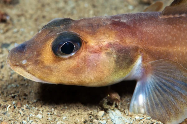 Eel Pout — Stock Photo, Image