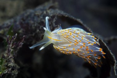deniz salyangozu