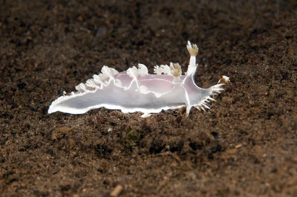 Sea Slug — Stock Photo, Image