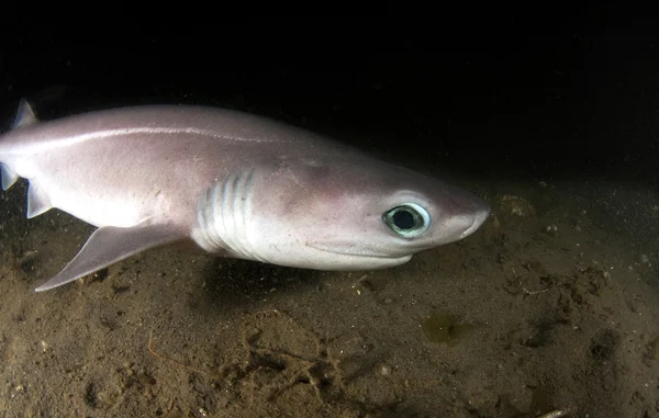 altı gill köpekbalığı