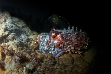 Dev Pasifik ahtapotu