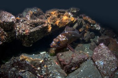Rockfish