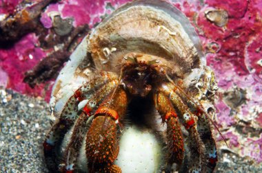 münzevi kimse Yengeç