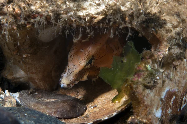 Gruñido quadricornis —  Fotos de Stock