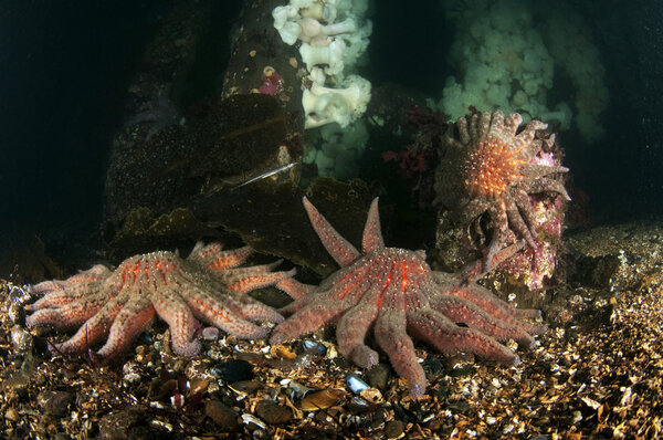 Sea Stars