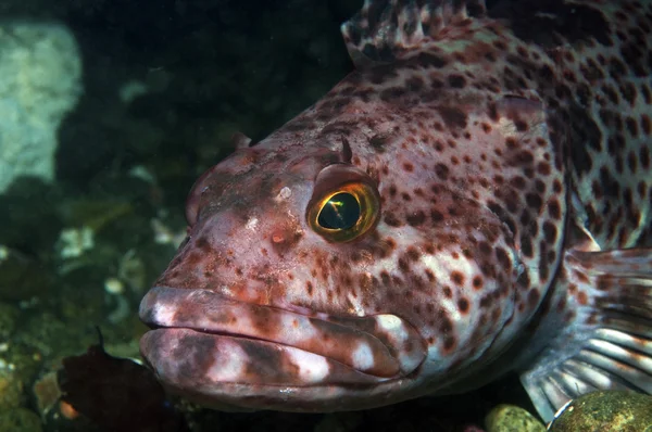 Ling Cod — Stock Photo, Image