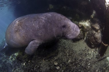 Batı Hindistan denizayısı
