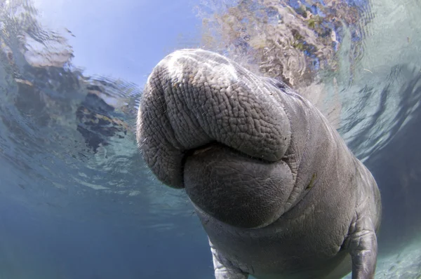 West India Manatee — Stockfoto