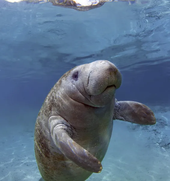 Δυτική Ινδία manatee — Φωτογραφία Αρχείου