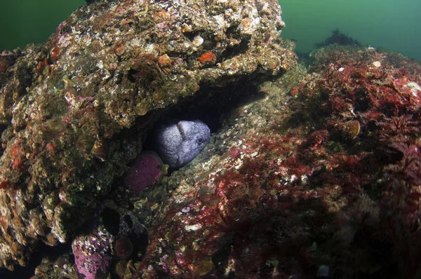 Wolf Eel — Stockfoto