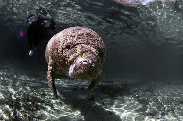 Manatee del bambino — Foto Stock