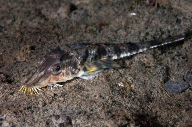 Mersin balığı kaçak avcı