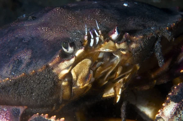 Red Rock Crab — Stock Photo, Image