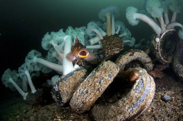 Man gjorde reef — Stockfoto