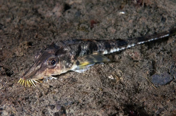 Sturgeon stroper — Stockfoto