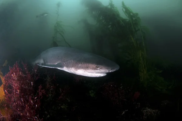 Семижаберная акула — стоковое фото
