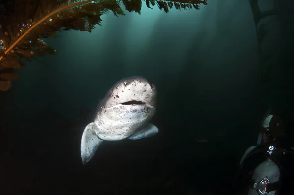 7 gill köpekbalığı — Stok fotoğraf