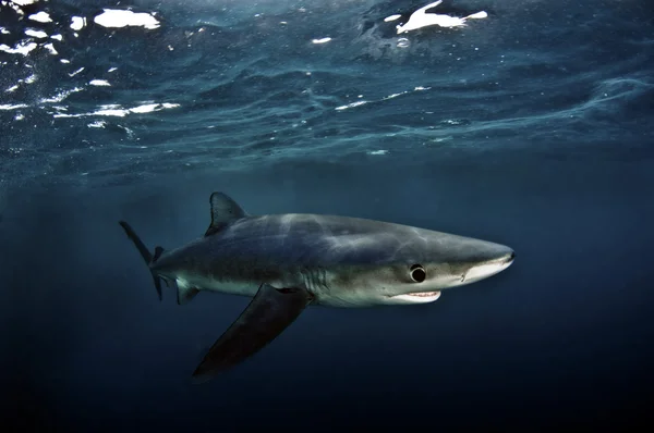 Mavi köpekbalığı — Stok fotoğraf