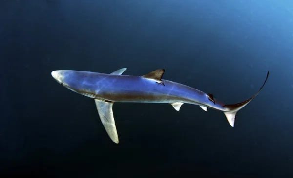ヨシキリザメ — ストック写真
