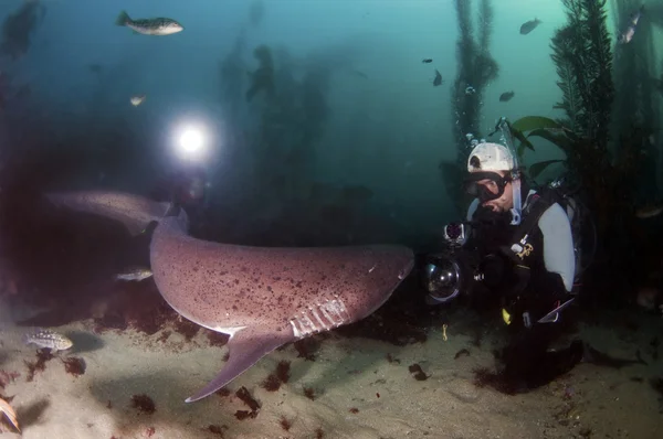 7Gill Shark — Stock Photo, Image