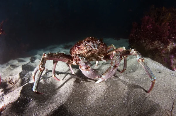 Sheepshead Crab — Stock Photo, Image