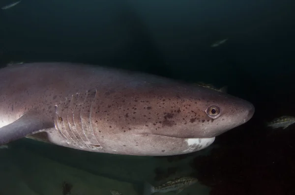 Seven Gill Shark — Stock Photo, Image