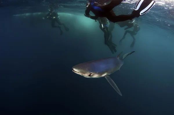 Tiburón azul —  Fotos de Stock