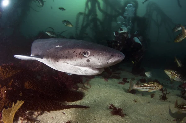 7 つのえらの鮫 — ストック写真
