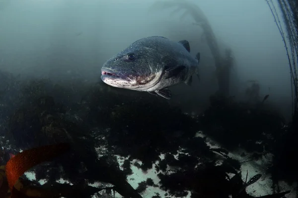 Gigantische zwarte zee bass — Stockfoto