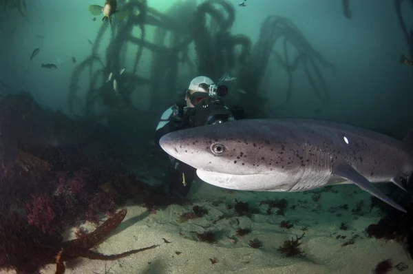 Siete Tiburón branquial — Foto de Stock