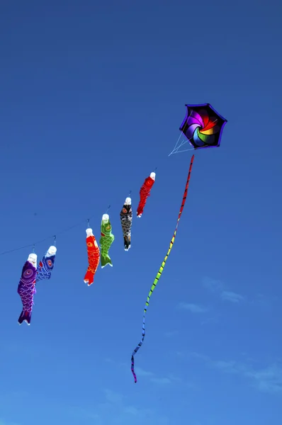 Fête du cerf-volant — Photo