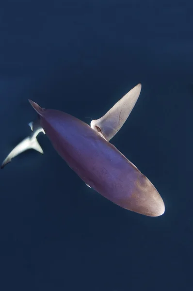 Tiburón azul —  Fotos de Stock