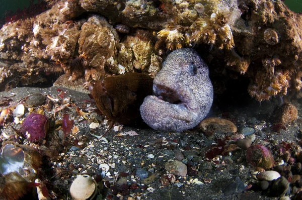 Wolf Eels — Stock Photo, Image