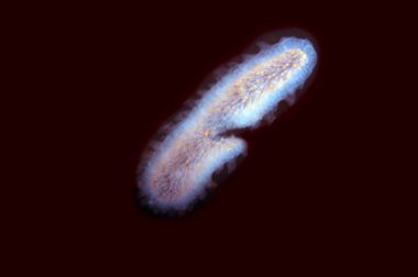 Pyrosome