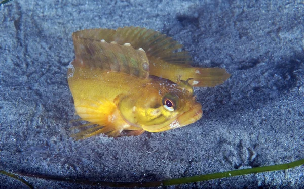 Fringehead — Stock Photo, Image